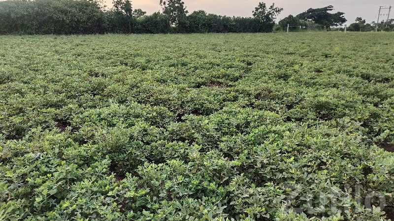 Fertile Agricultural Land for Sale, Dhari - Land & Plots - Dhari - Image 1