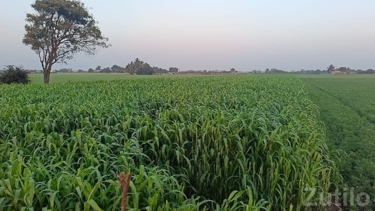 Fertile Agricultural Land for Sale - Land & Plots - Bhanvad - Image 1