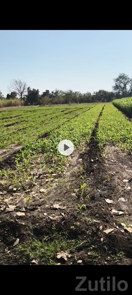 6 Bigha Agricultural Land for Sale - જમીન અને પ્લોટ - કોડીનાર - Image 1