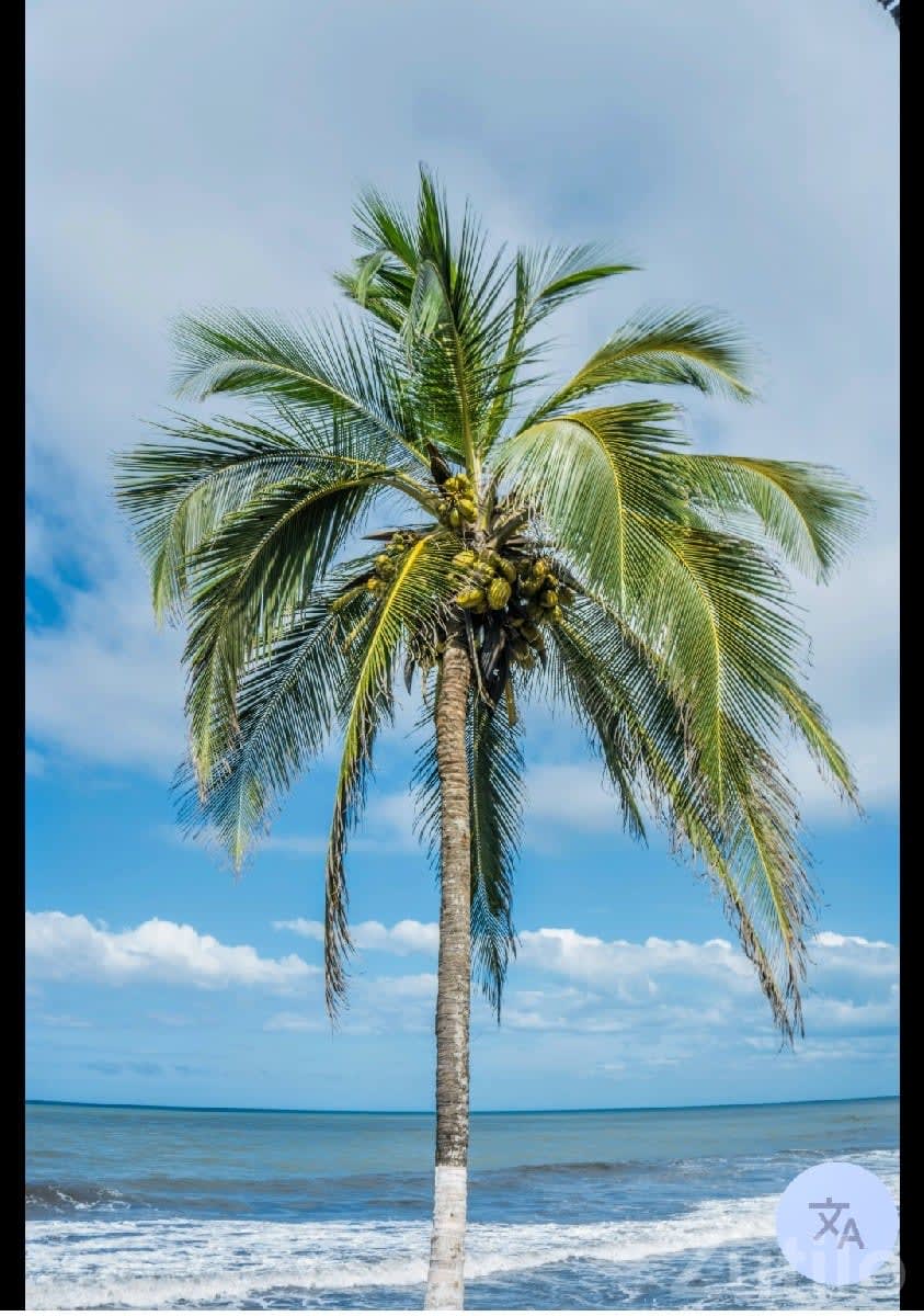 Coconut Orchard Available on Lease - જમીન અને પ્લોટ - મેન્ડરડા - Image 2