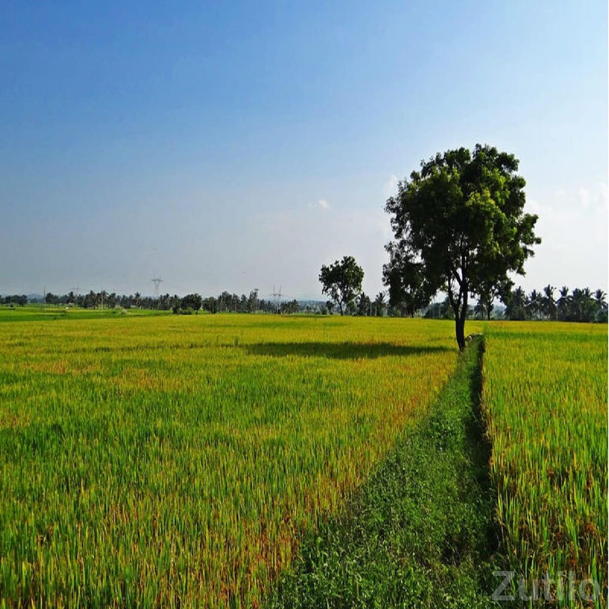 12 Bigha Agricultural Land for Sale - Land & Plots - Manavadar - Image 1