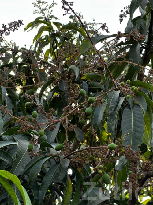 Mango Orchard Lease Available Bhavnagar - જમીન અને પ્લોટ - જેસર - Image 1