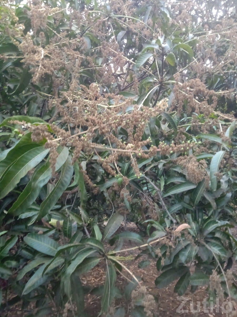 Kesar Mango Orchard Lease in Talala - Land & Plots - Talala - Image 1