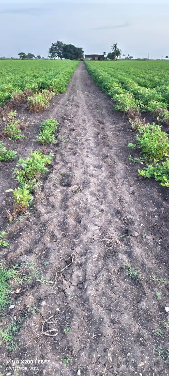 35 Vigha Agricultural Land on Share Basis - Land & Plots - Keshod - Image 2