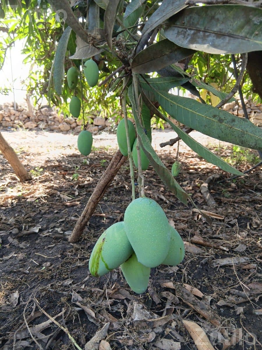 Mango Orchard Lease with 210 Trees - Land & Plots - Dhokadva - Image 2