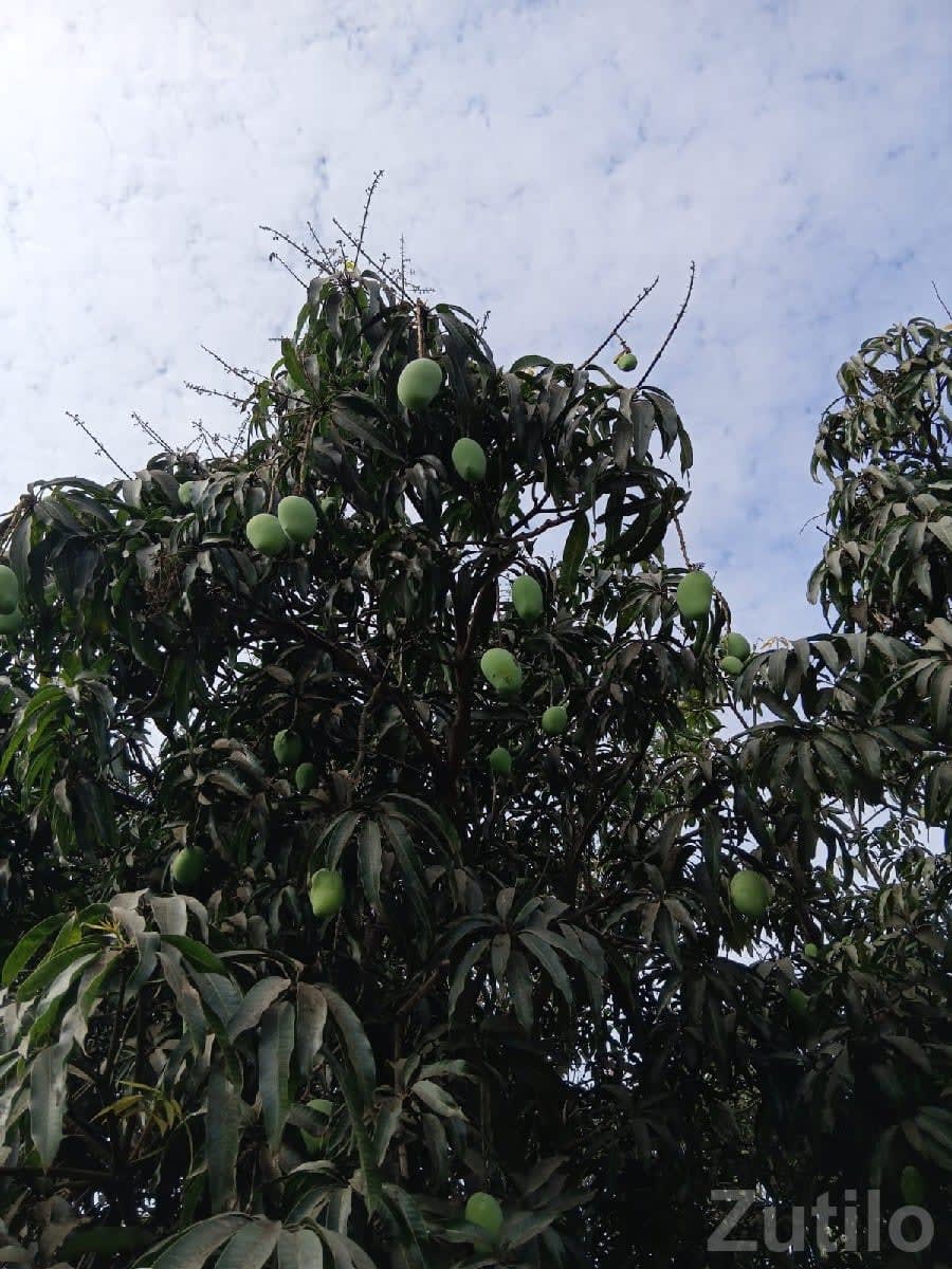 Mango Orchard Lease with 210 Trees - Land & Plots - Dhokadva - Image 3