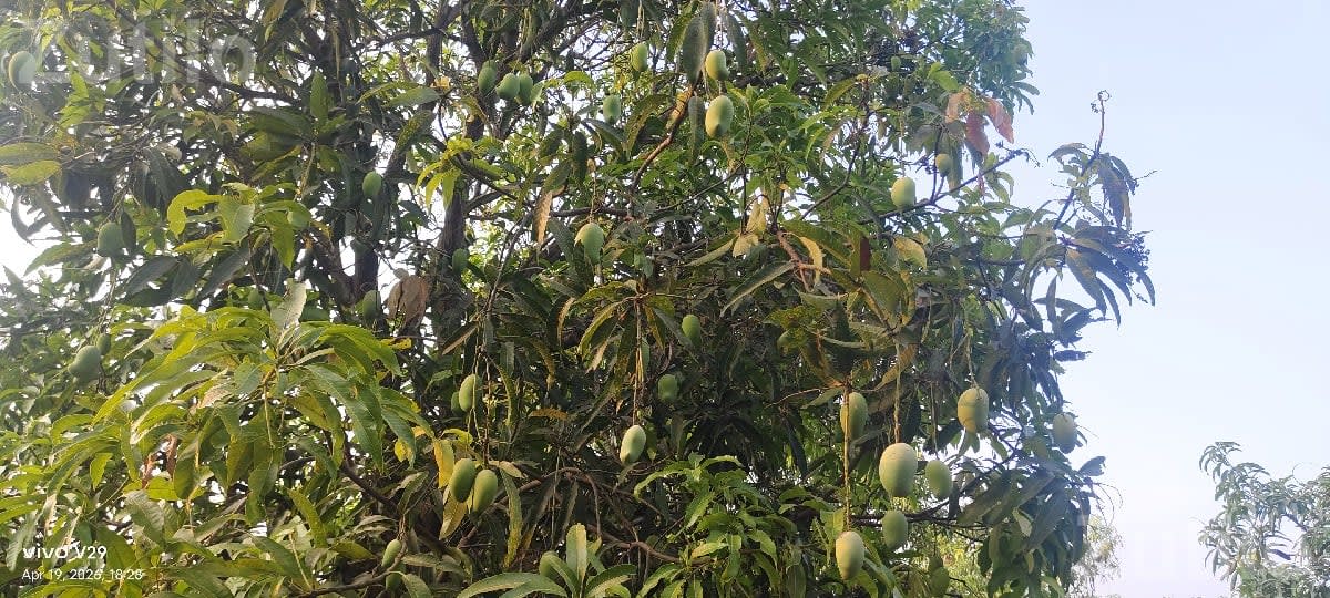 Kesar Mango Orchard Lease with 150 Trees - Land & Plots - Dhari - Image 2
