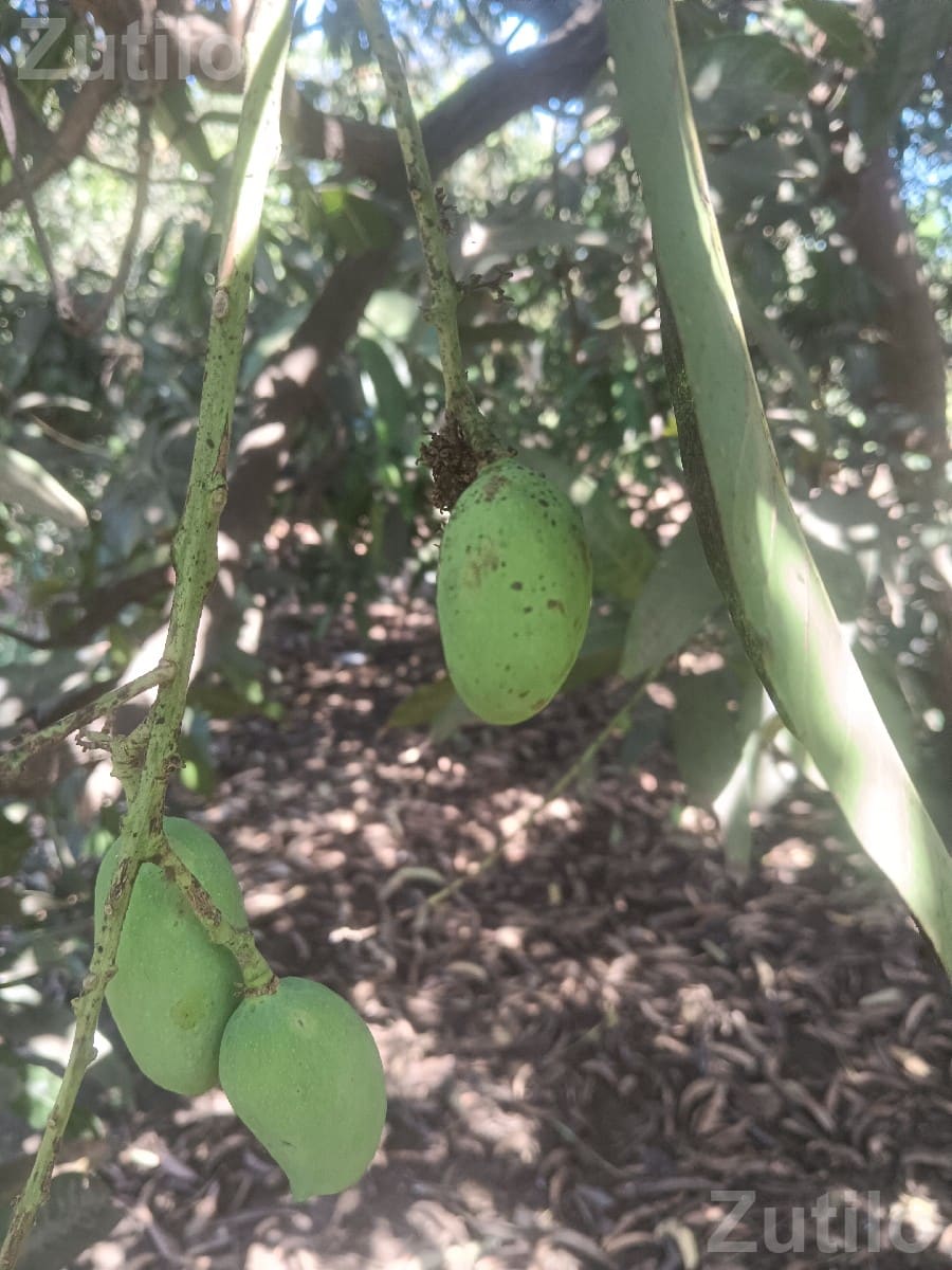 Mango Orchard Land with 145 Trees - Land & Plots - Talala - Image 1