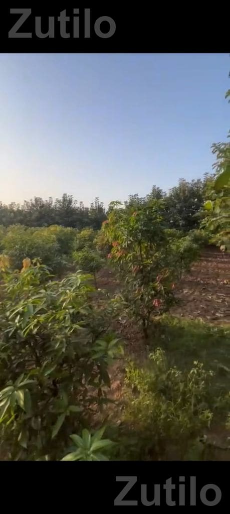 14 Guntha Agricultural Land in Khutej Village - Land & Plots - Nadiad - Image 1