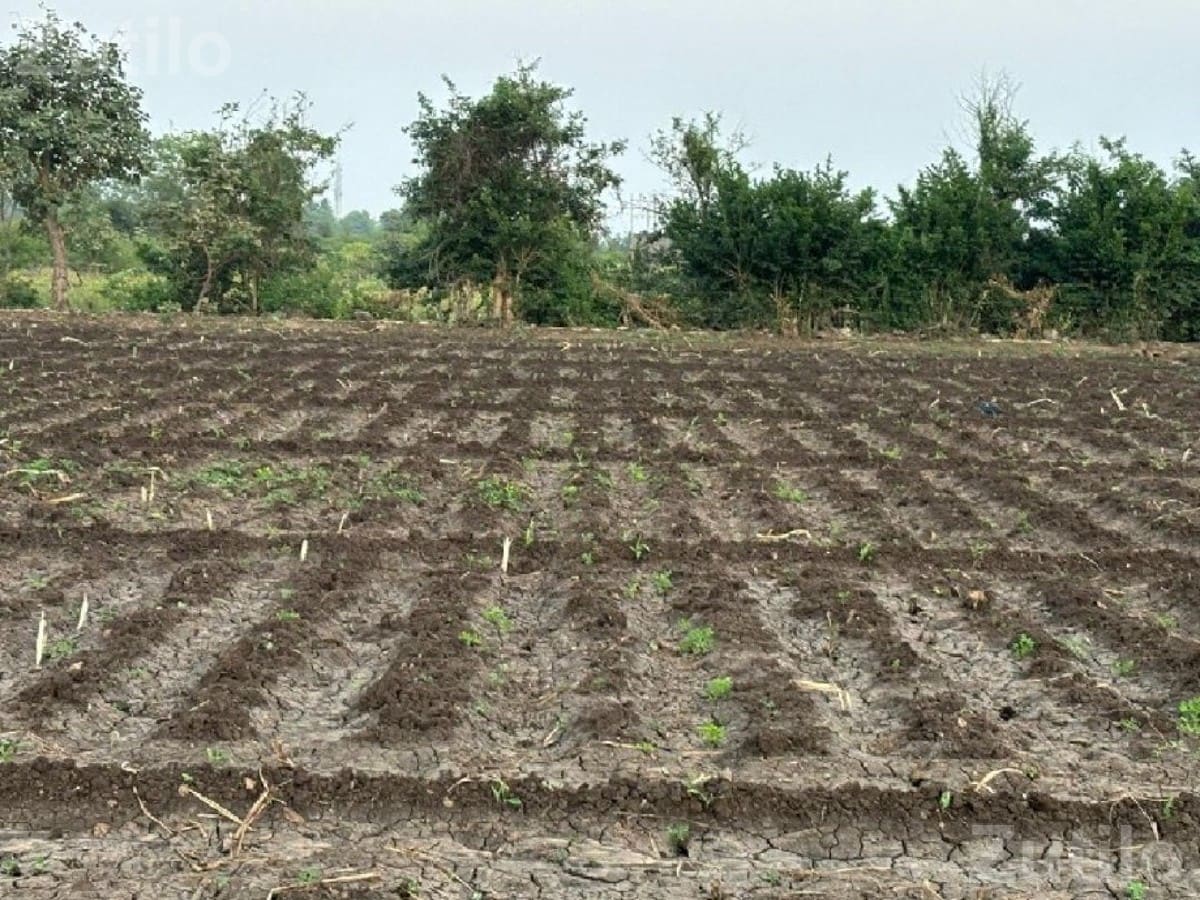 11.5 Vigha Agricultural Land with Borewells - જમીન અને પ્લોટ - ધોરાજી - Image 3