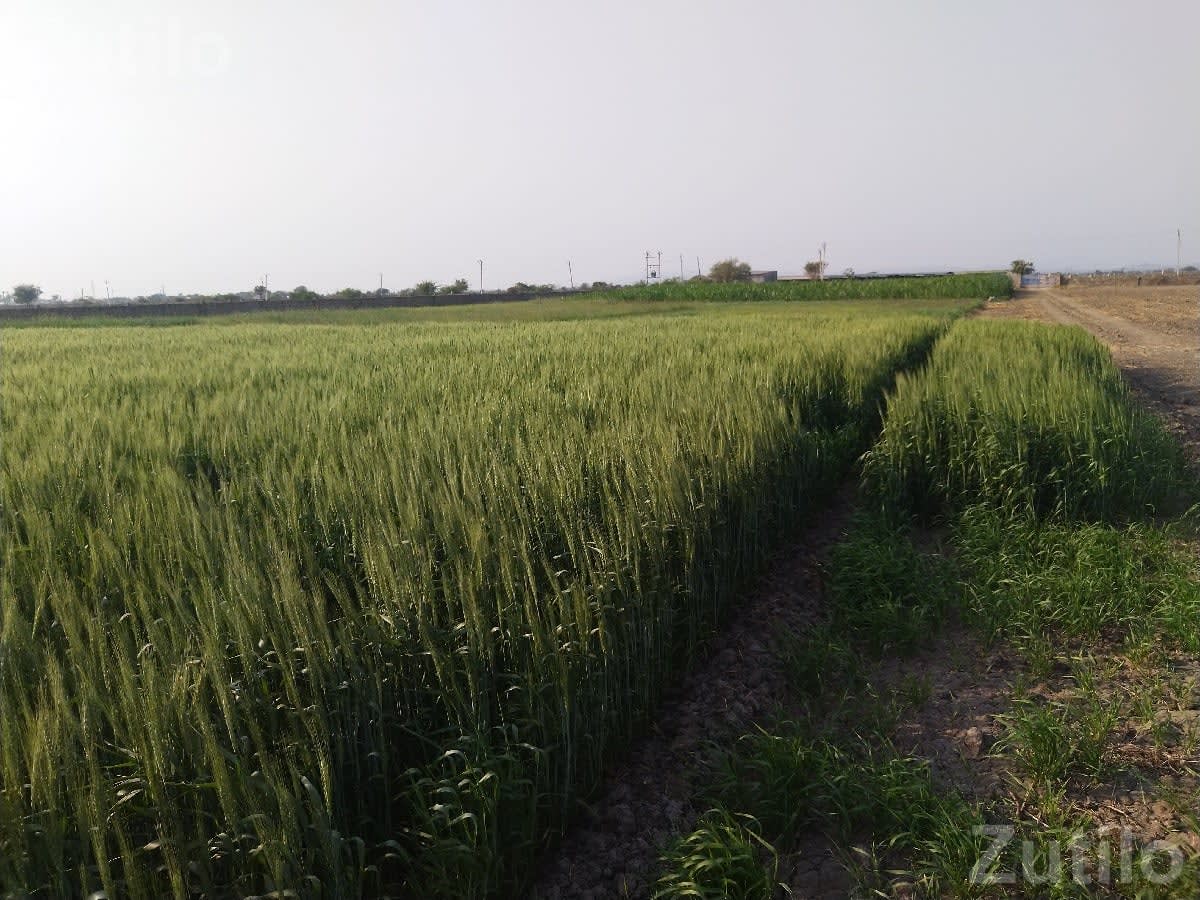 7.5 Vigha Agricultural Land with Bore Water - જમીન અને પ્લોટ - રણાવાવ - Image 3