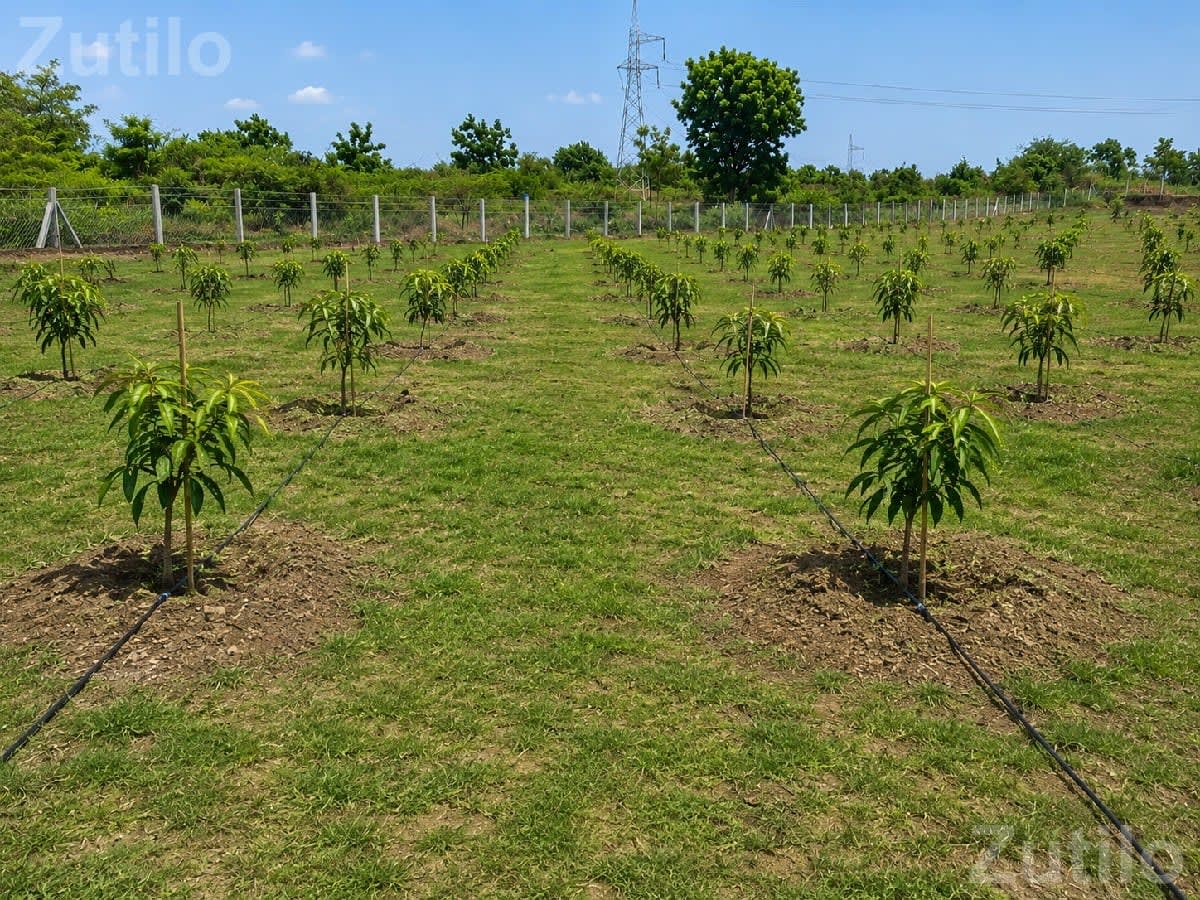 15 Vigha Mango Farm Land for Sale - เชเชฎเซเชจ เช
เชจเซ เชชเซเชฒเซเช - เชขเซเชเชกเชตเชพ - Image 1