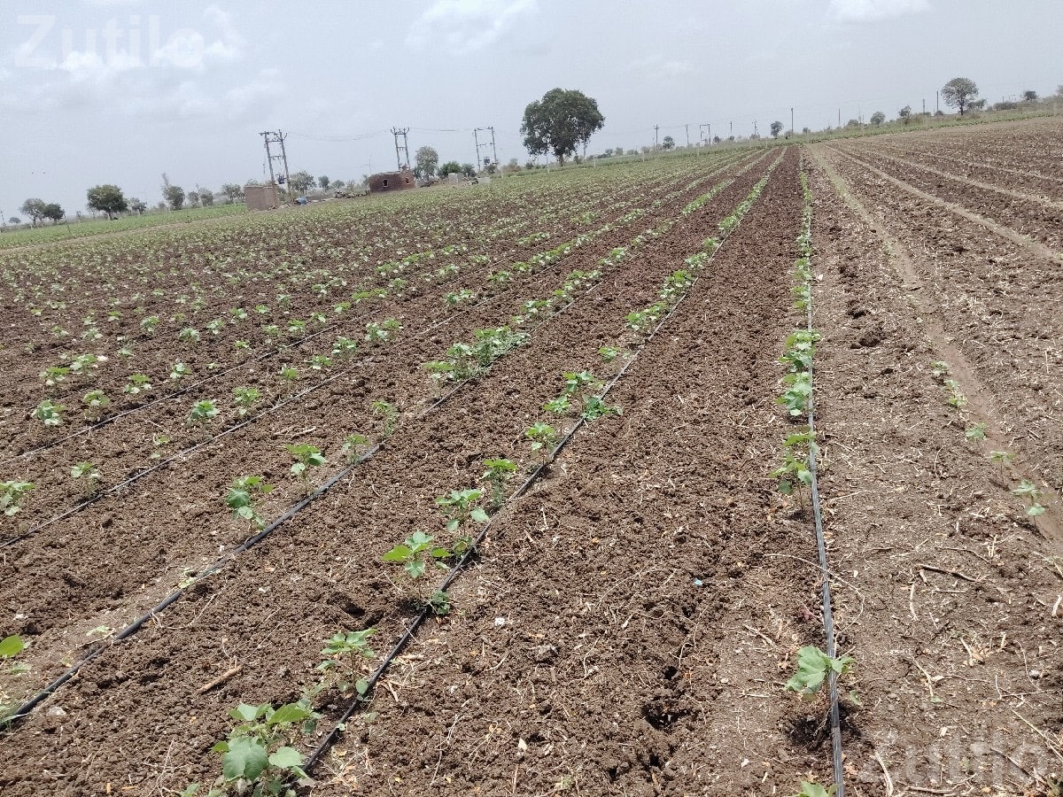 Agricultural Land Plot for Sale - Land & Plots - Wankaner - Image 2
