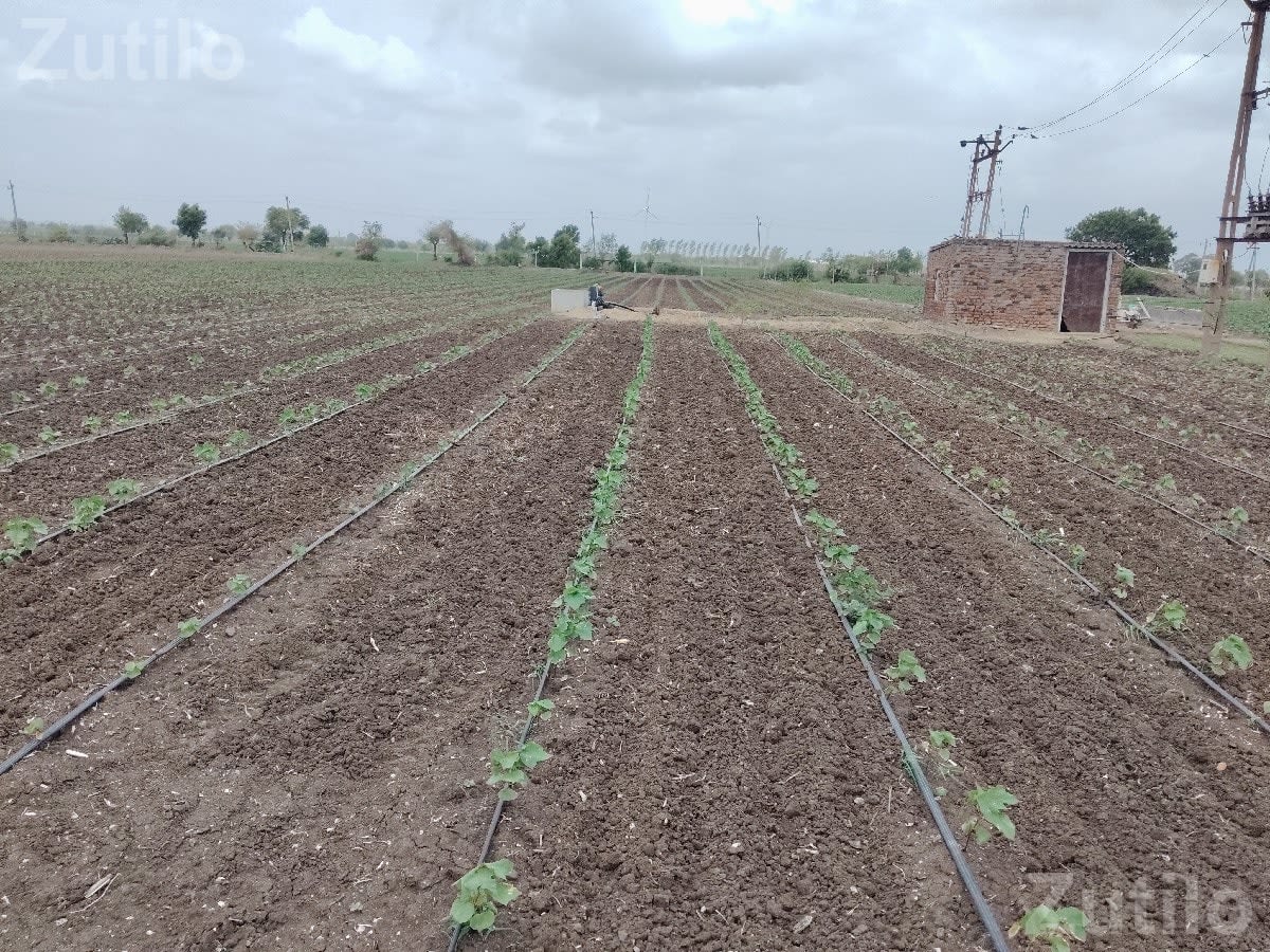 Agricultural Land Plot for Sale - Land & Plots - Wankaner - Image 3