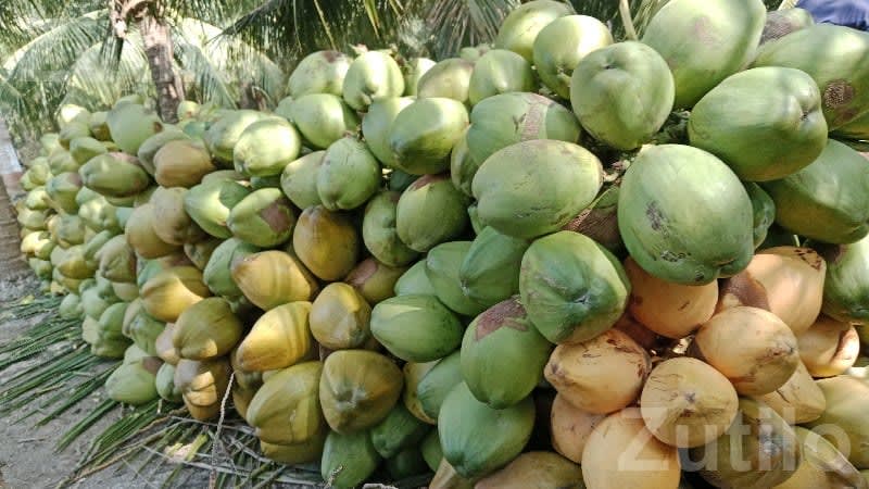 Coconut Orchard for Yearly Lease - જમીન અને પ્લોટ - માંગ્રોળ - Image 2