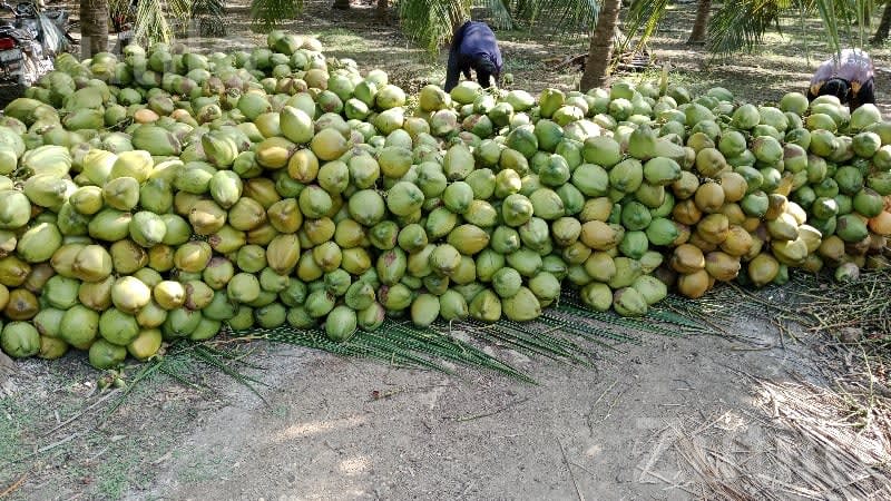 Coconut Orchard for Yearly Lease - જમીન અને પ્લોટ - માંગ્રોળ - Image 3