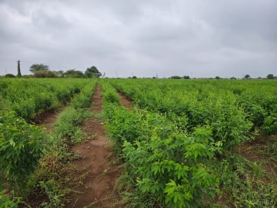 25 વિઘા ખેતી ની જમીન વેચવાની છે 25 વિઘા ખેતી ની જમીન વેચવાની છે