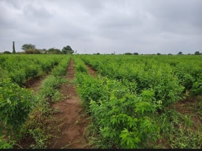 તાલુકો વંથલી જિલ્લો જુનાગઢ જમીન તાલુકો વંથલી જિલ્લો જુનાગઢ જમીન