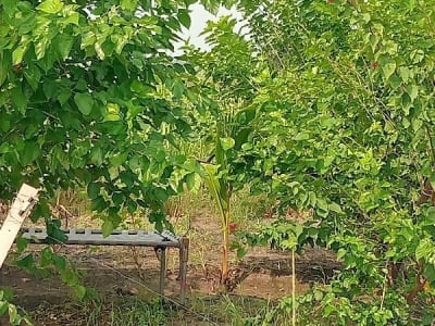 જમીન વેચવાની છે જમીન વેચવાની છે