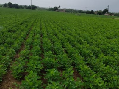 Fertile Green Farmland Plot for Sale Fertile Green Farmland Plot for Sale