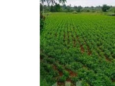 Gondal 10 Bigha Fertile Agriculture Land Gondal 10 Bigha Fertile Agriculture Land