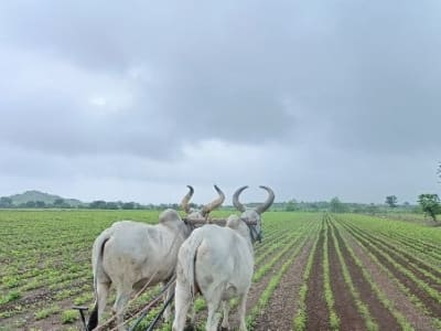 Fertile Agricultural Land in Jamjodhpur Fertile Agricultural Land in Jamjodhpur