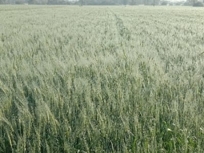 Lathodara Fertile Agricultural Land Sale Lathodara Fertile Agricultural Land Sale