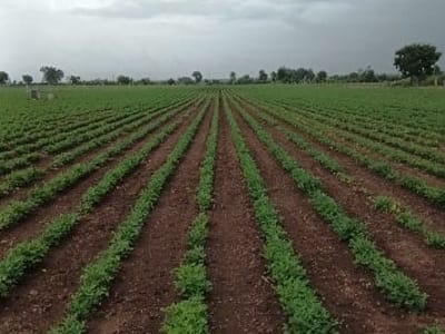 13 Vigha Fertile Agriculture Land Babra 13 Vigha Fertile Agriculture Land Babra