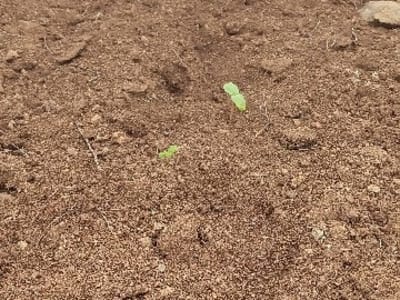 5 Vigha Fertile Agricultural Land Sale 5 Vigha Fertile Agricultural Land Sale