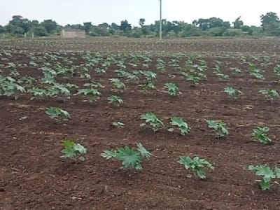10 Vigha Fertile Farm Land, Khambha 10 Vigha Fertile Farm Land, Khambha