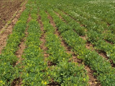 Fertile Agricultural Land in Talala Fertile Agricultural Land in Talala