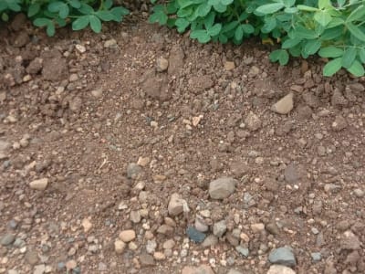 Fertile Agricultural Land for Rent Fertile Agricultural Land for Rent