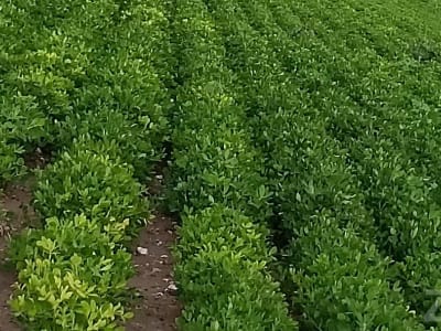 9 Vigha Fertile Agricultural Land 9 Vigha Fertile Agricultural Land