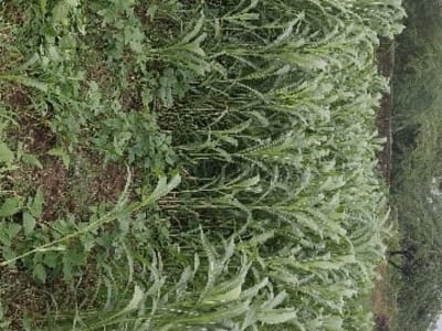 Green Agricultural Land for Sale, Kodinar Green Agricultural Land for Sale, Kodinar