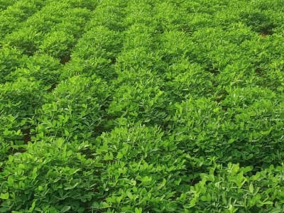 Fertile Green Farmland Plot Jamjodhpur