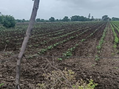 Rajkot Fertile Agriculture Land for Sale Rajkot Fertile Agriculture Land for Sale