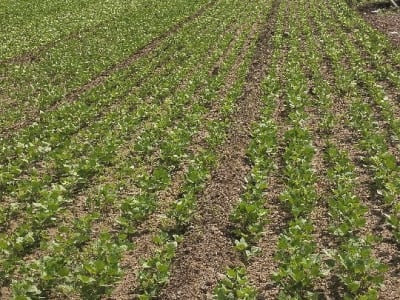 Fertile Agricultural Land for Sale Fertile Agricultural Land for Sale