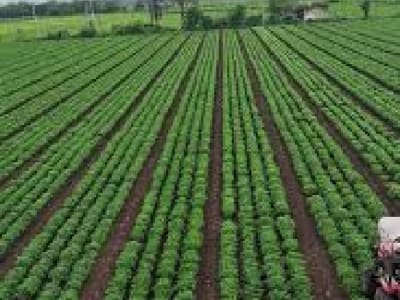 Fertile Farmland Plot Near Rajkot City Fertile Farmland Plot Near Rajkot City