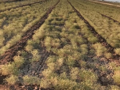 11 Vigha Fertile Agricultural Land, Ranavav 11 Vigha Fertile Agricultural Land, Ranavav