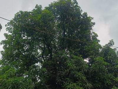 Green Agricultural Land for Sale, Talala Green Agricultural Land for Sale, Talala