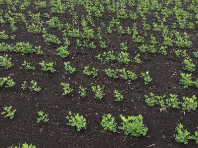 7 Vigha Fertile Farm Land Upleta