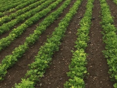15 Vigha Fertile Agricultural Land Plot 15 Vigha Fertile Agricultural Land Plot