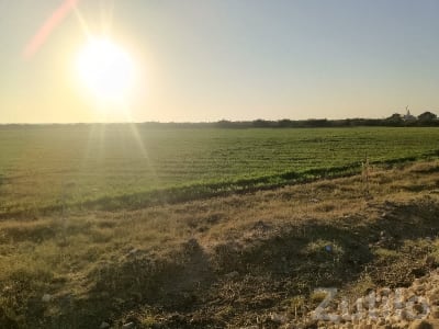 Open Green Agricultural Plot in Chhaya Open Green Agricultural Plot in Chhaya