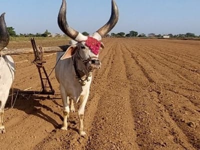 Fertile Agricultural Land Plot in Keshod Fertile Agricultural Land Plot in Keshod
