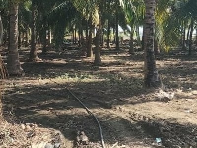 Talala Coconut Farm Land for Sale Talala Coconut Farm Land for Sale
