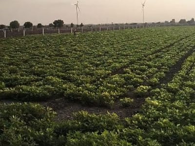 7 Bigha Fertile Agriculture Land Jamjodhpur 7 Bigha Fertile Agriculture Land Jamjodhpur