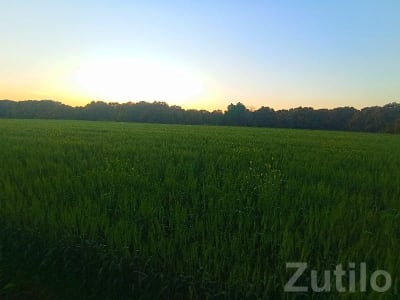 7 Vigha Green Farmland Plot for Sale 7 Vigha Green Farmland Plot for Sale