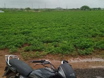 Green Fertile Agriculture Land Plot Sale Green Fertile Agriculture Land Plot Sale