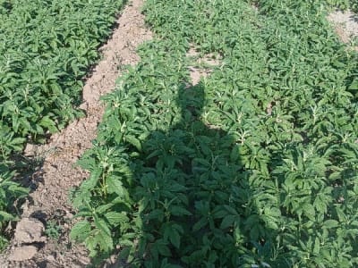 Fertile Agricultural Land with Crop Field Fertile Agricultural Land with Crop Field