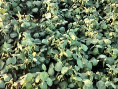 18 Bigha Fertile Agriculture Land Sale 18 Bigha Fertile Agriculture Land Sale